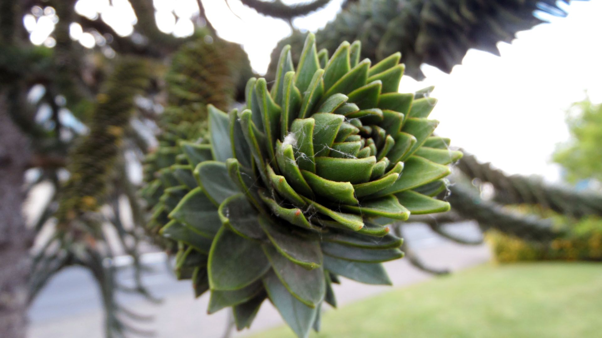 Fonds d'cran Nature Feuilles - Feuillages Araucaria du Chili