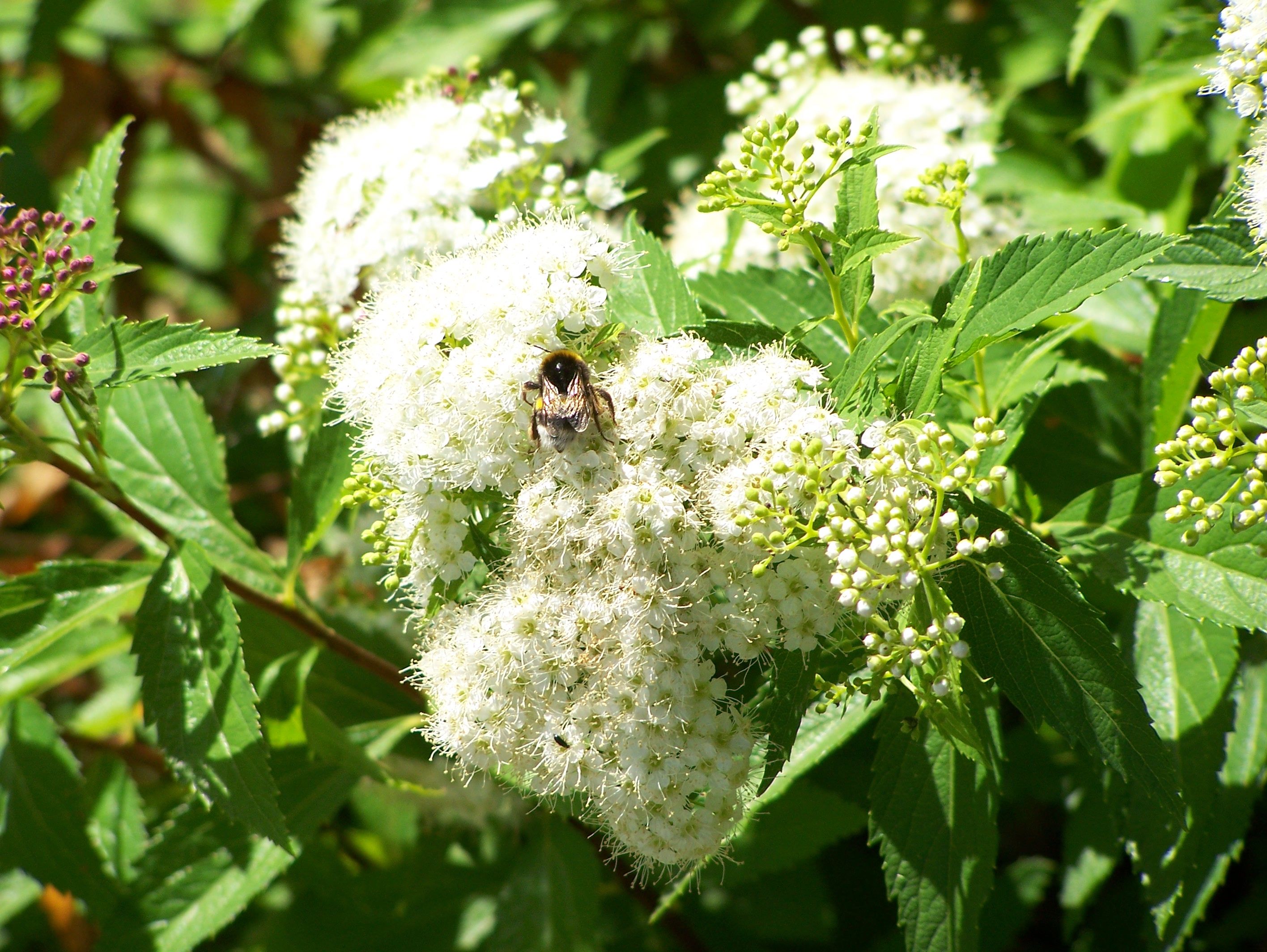 Fonds d'cran Animaux Insectes - Abeilles Gupes ... 