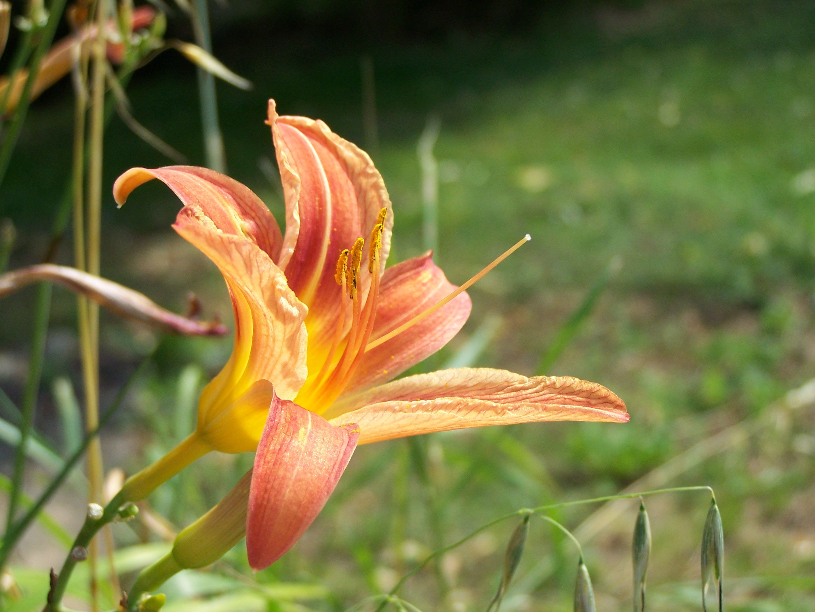 Fonds d'cran Nature Fleurs 