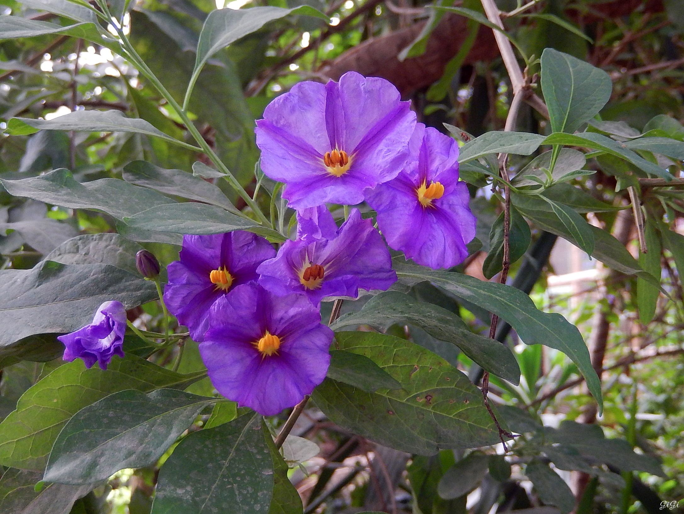 Fonds d'cran Nature Fleurs Monde sauvage