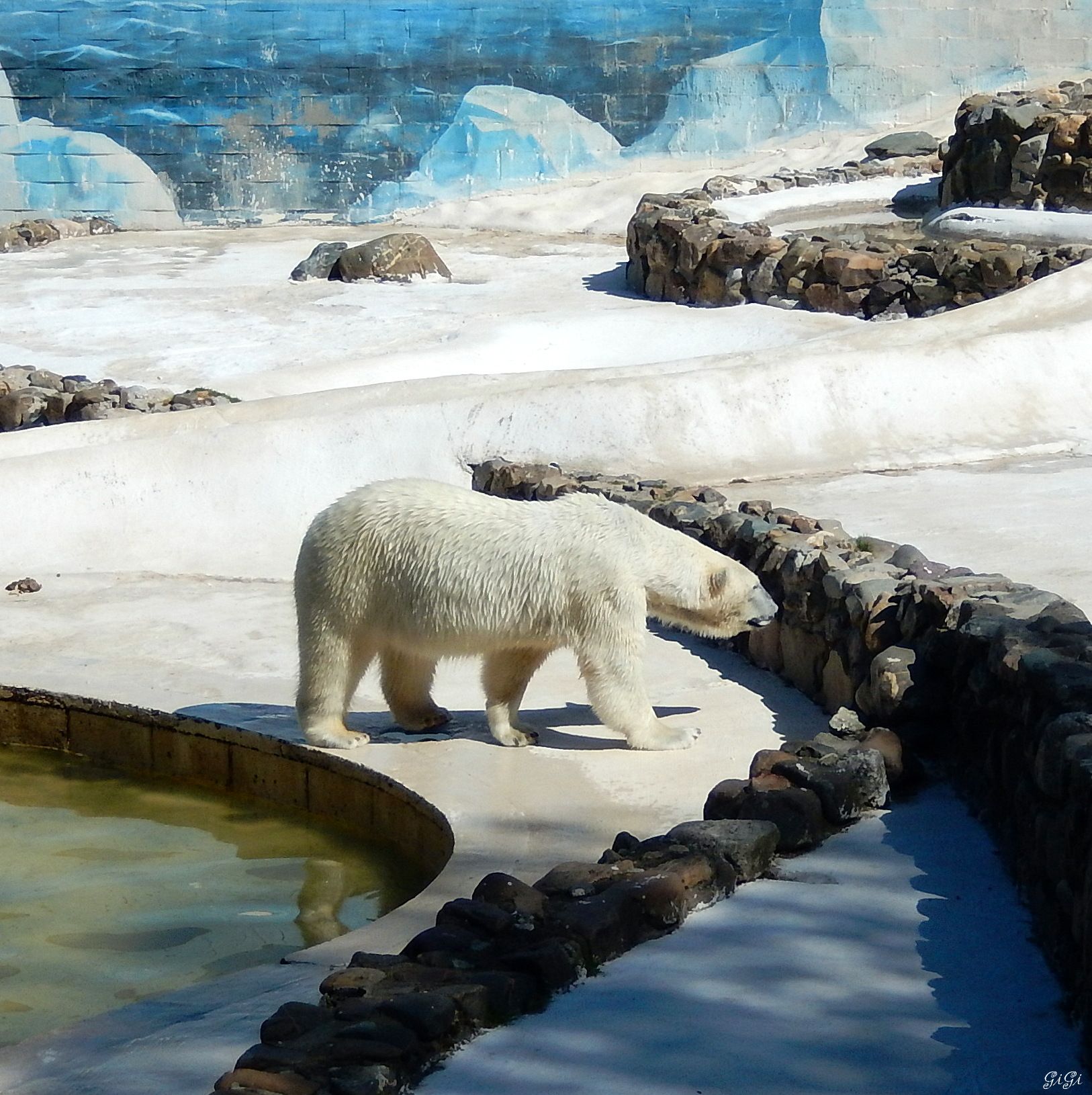 Fonds d'cran Animaux Ours Monde sauvage