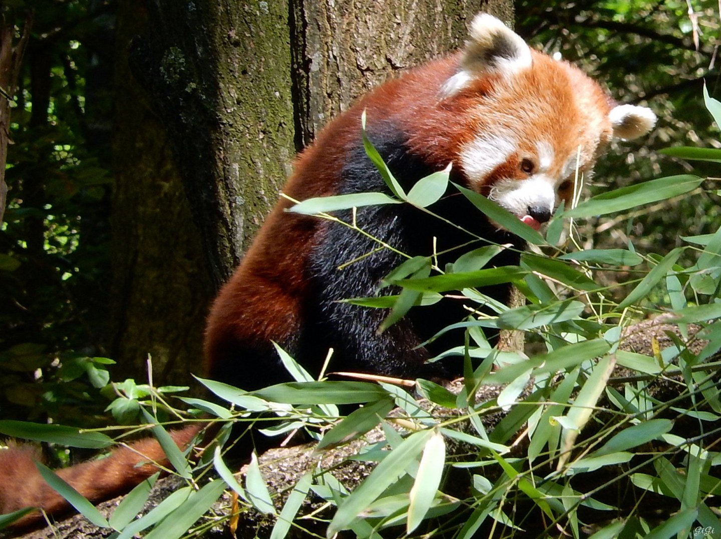 Fonds d'cran Animaux Pandas roux Monde sauvage