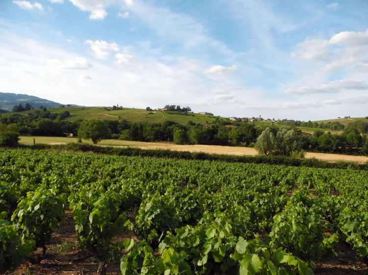 Fonds d'cran Nature Vignes - Vignobles Vue sur le Beaujolais