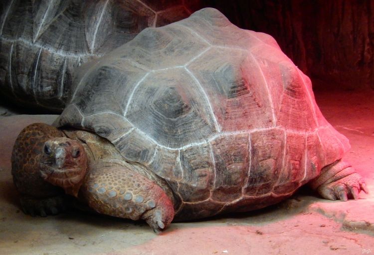 Fonds d'cran Animaux Tortues Monde sauvage