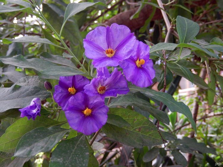 Fonds d'cran Nature Fleurs Monde sauvage