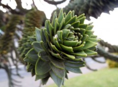  Nature Araucaria du Chili