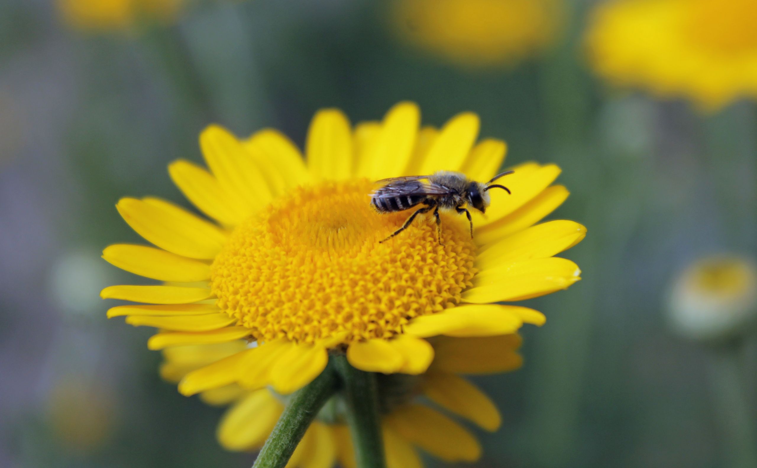 Fonds d'cran Animaux Insectes - Abeilles Gupes ... 