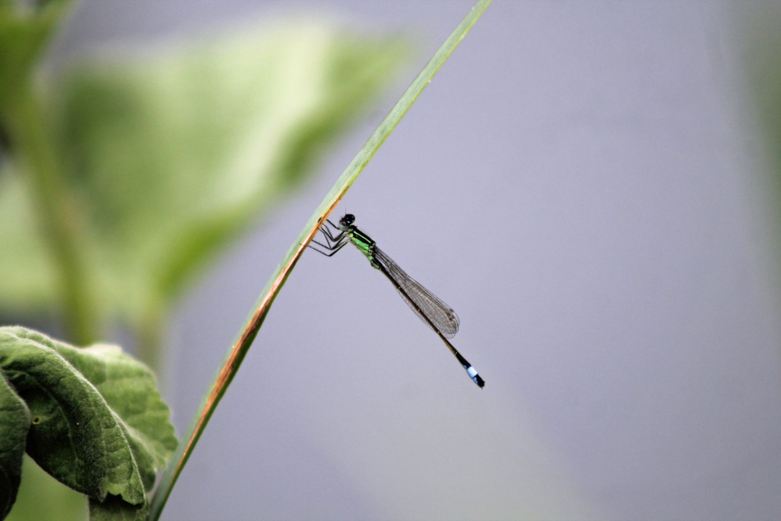 Fonds d'cran Animaux Insectes - Libellules 