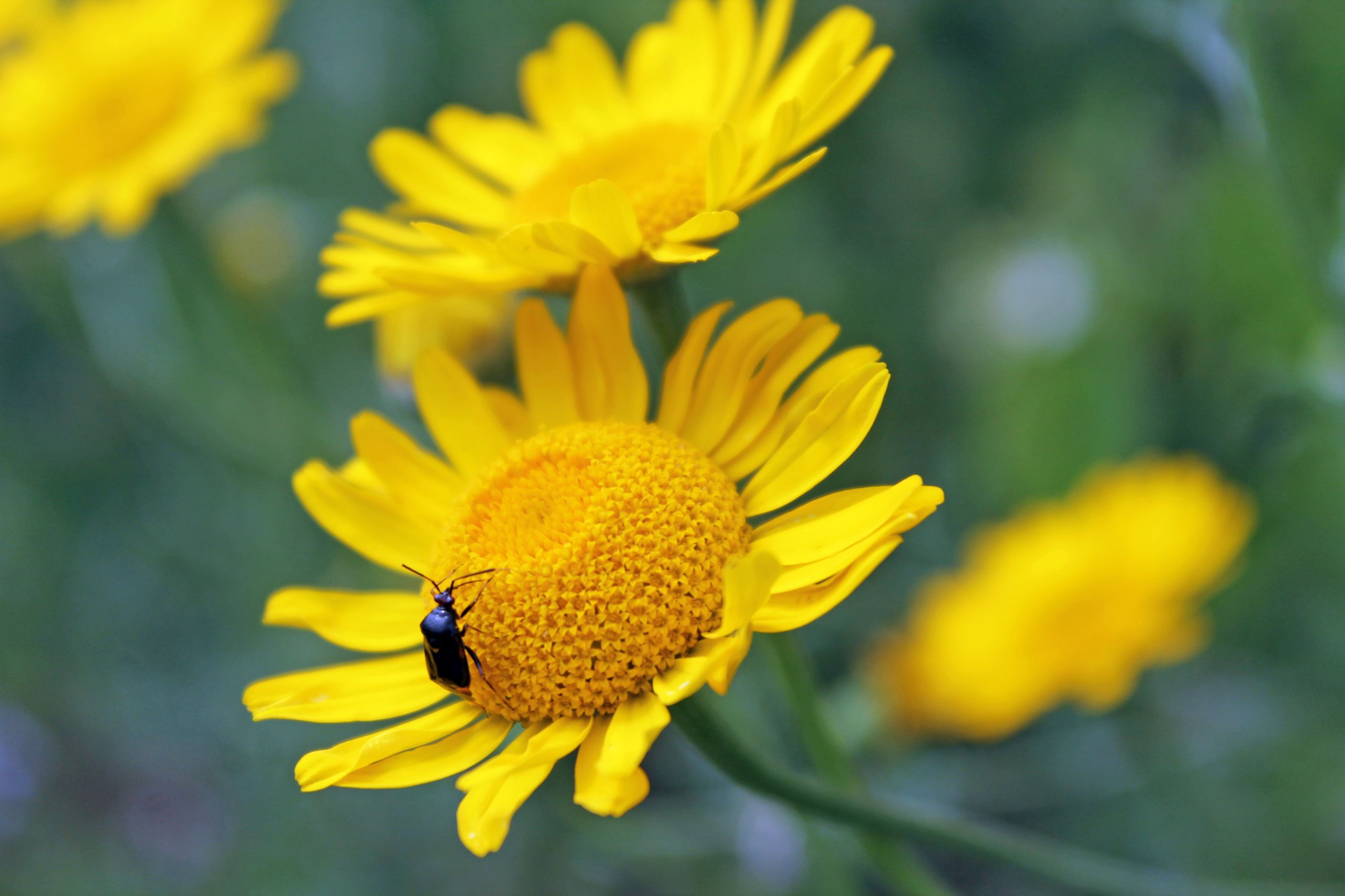 Fonds d'cran Animaux Insectes - Divers 