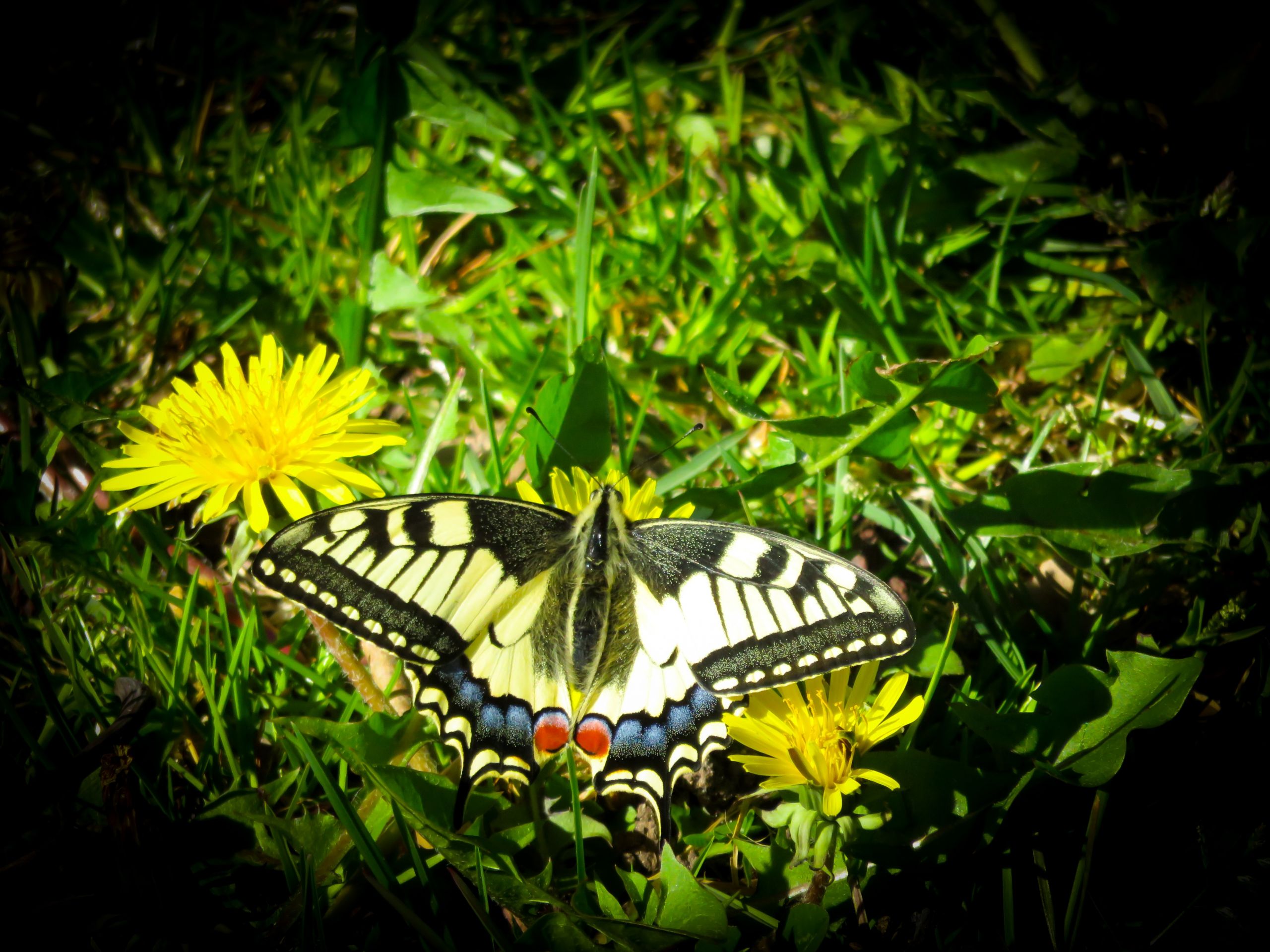 Wallpapers Animals Insects - Butterflies 