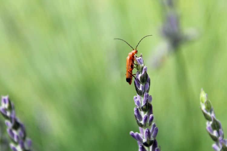 Fonds d'cran Animaux Insectes - Divers Wallpaper N408401