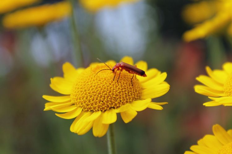 Fonds d'cran Animaux Insectes - Divers Wallpaper N408404