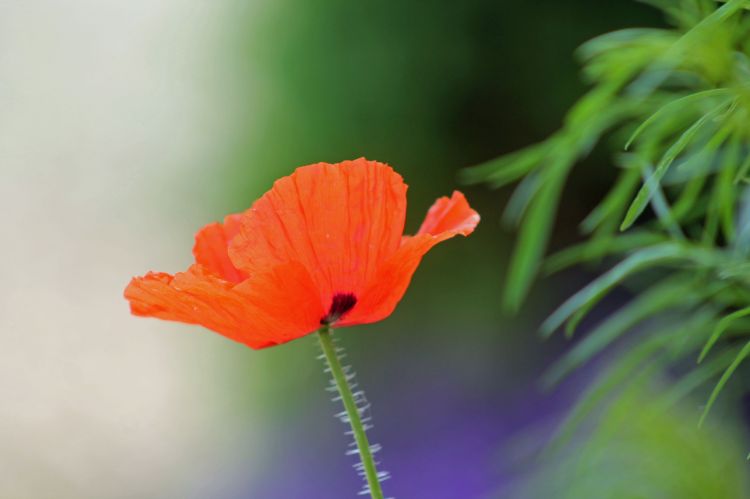 Wallpapers Nature Flowers coquelicots