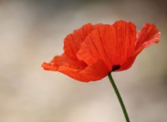  Nature coquelicots