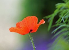  Nature coquelicots