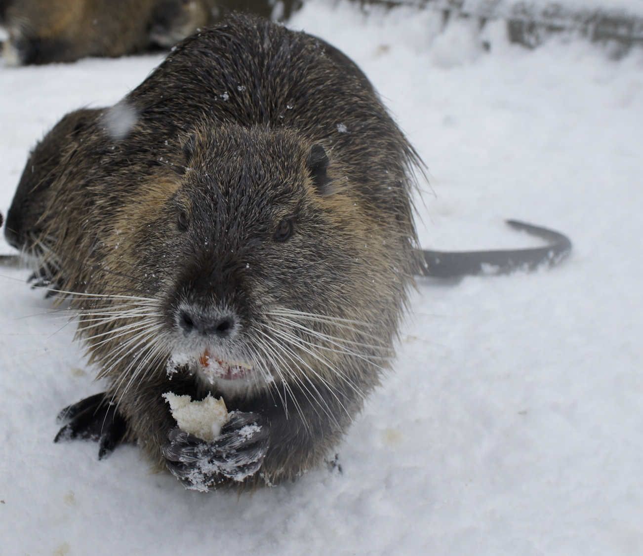 Fonds d'cran Animaux Rongeurs - Divers il adore le pain des promeneurs 