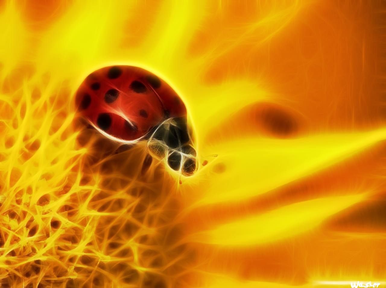 Wallpapers Animals Insects - Ladybugs 