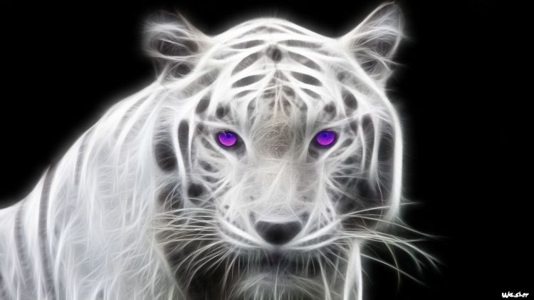 Wallpapers Animals Wallpapers Felines Tigers Tigre Blanc Fractal By Washer34 Hebus Com