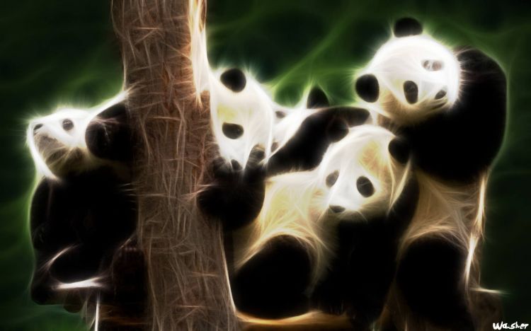 Fonds d'cran Animaux Pandas Wallpaper N408431