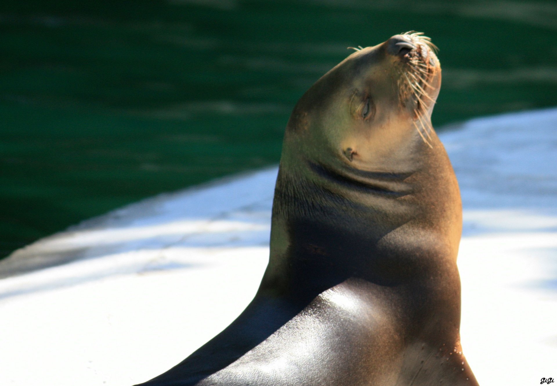 Wallpapers Animals Sealife - Sea lions Monde sauvage d'Aywaille (Belgique)