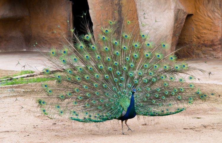 Wallpapers Animals Birds - Peacocks Wallpaper N408440