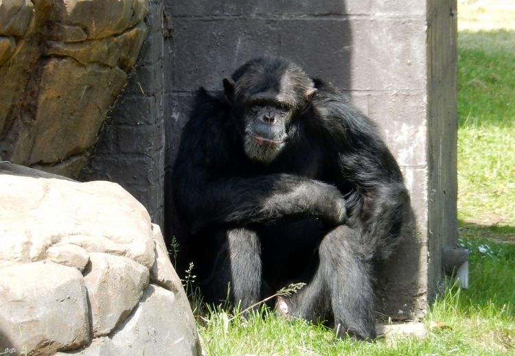 Fonds d'cran Animaux Singes Monde sauvage d'Aywaille (Belgique)