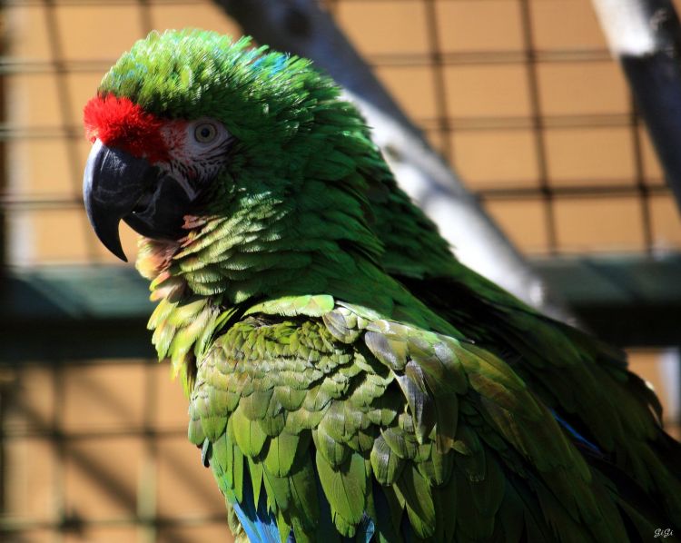 Fonds d'cran Animaux Oiseaux - Perroquets Monde sauvage d'Aywaille (Belgique)