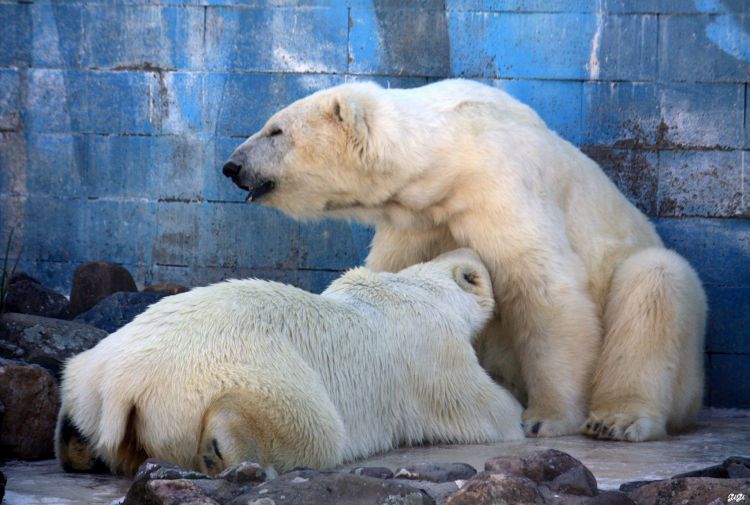 Fonds d'cran Animaux Ours Monde sauvage d'Aywaille (Belgique)