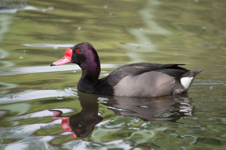 Fonds d'cran Animaux Oiseaux - Canards Wallpaper N408576