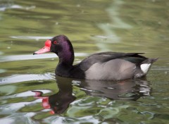  Animaux Image sans titre N408576