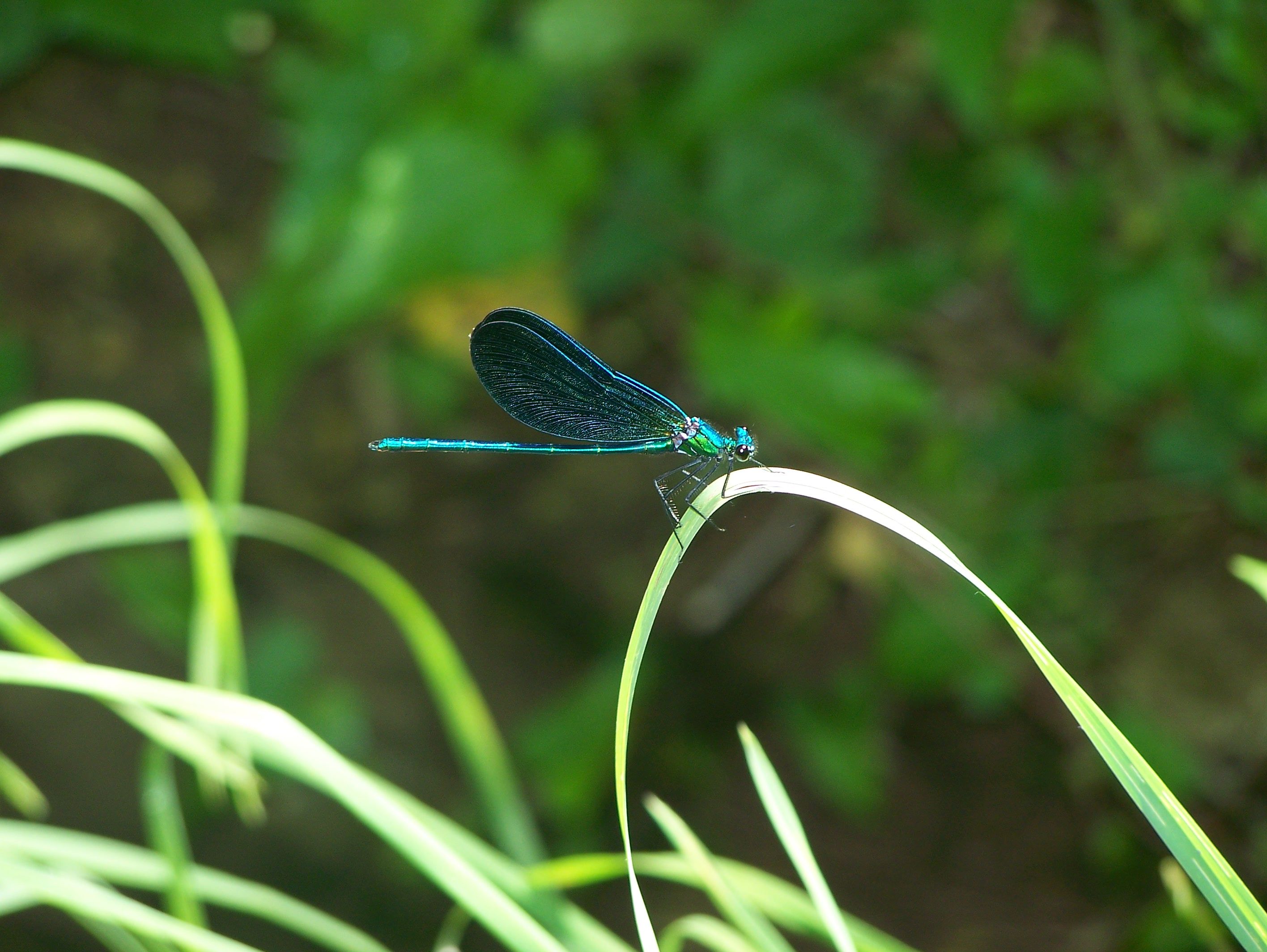 Fonds d'cran Animaux Insectes - Libellules 