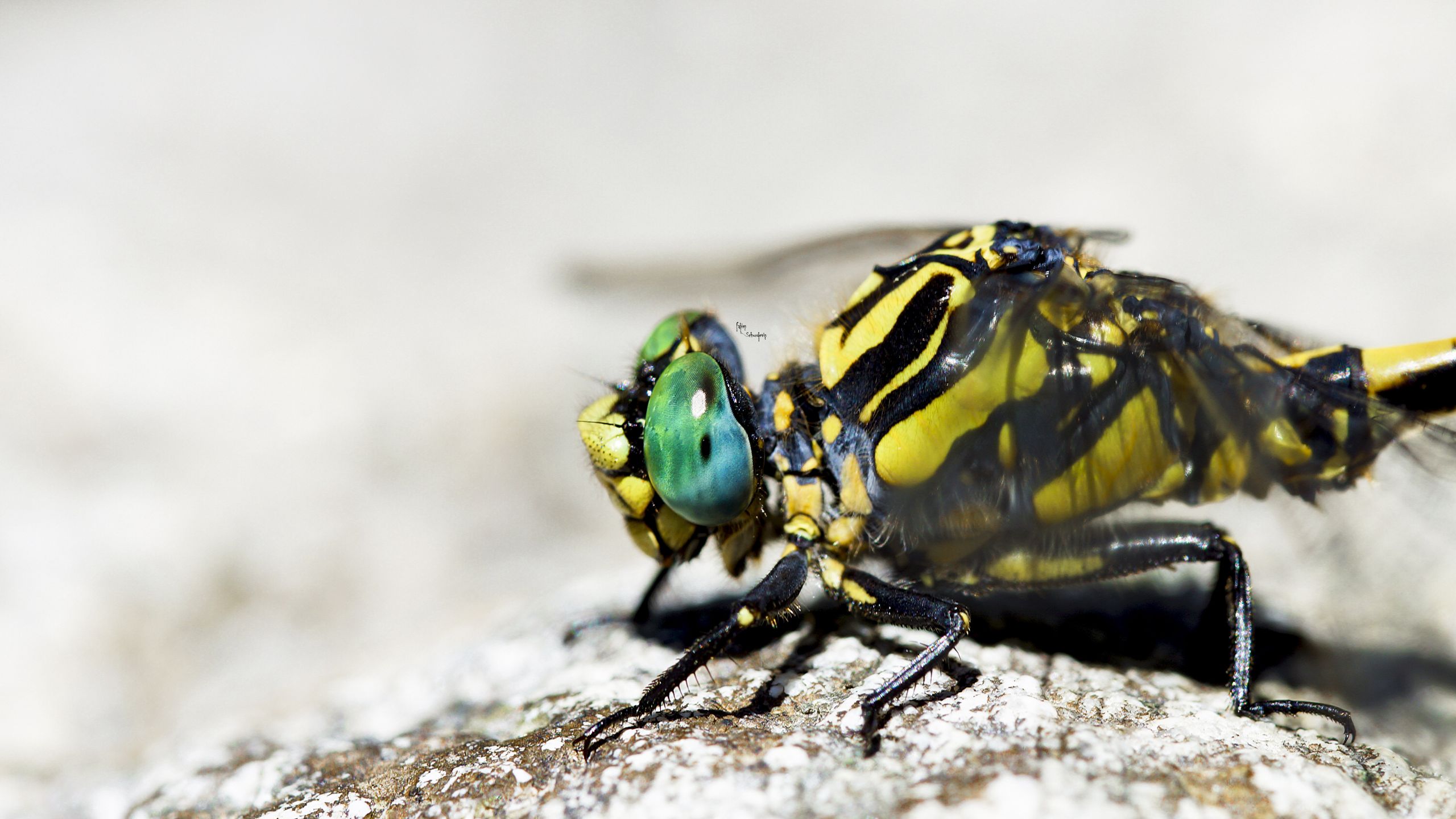 Fonds d'cran Animaux Insectes - Libellules libellules