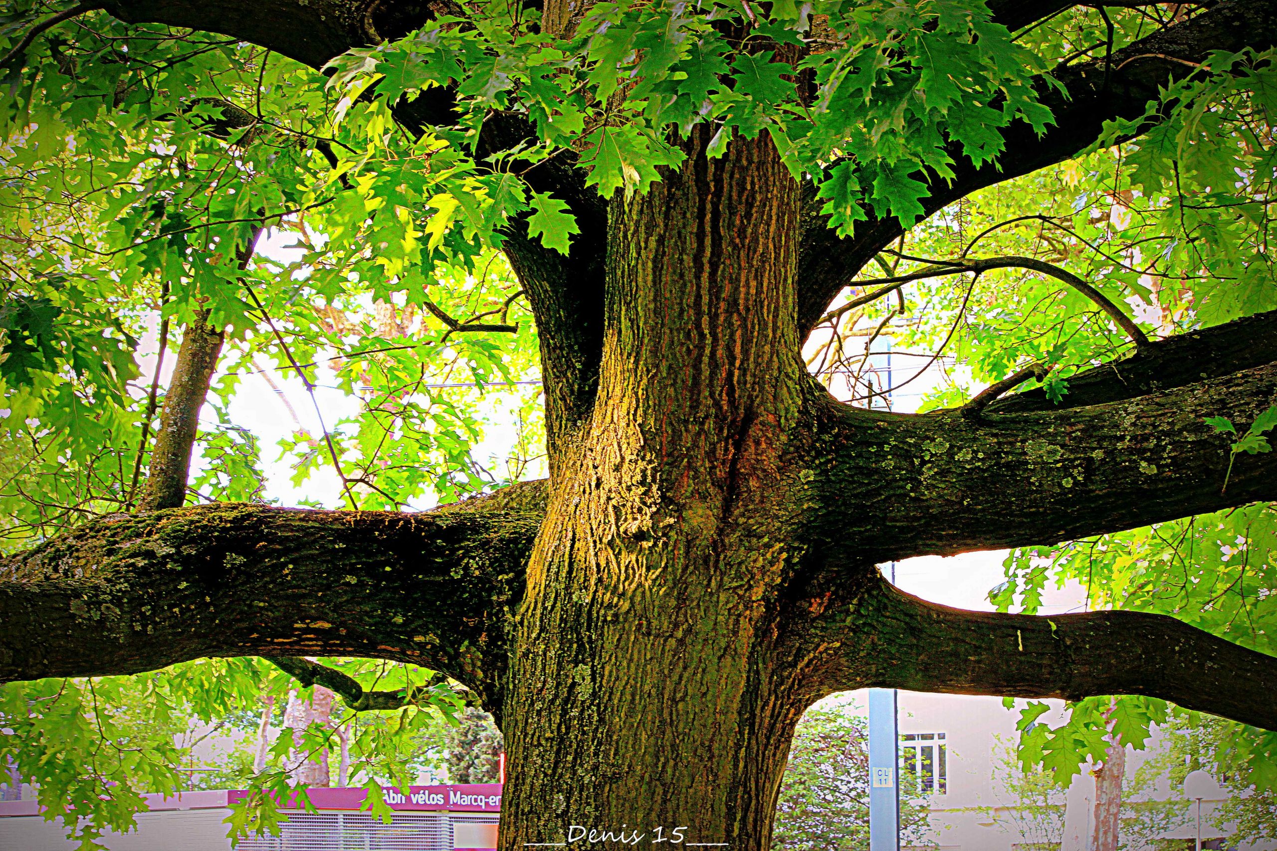 Fonds d'cran Nature Arbres - Forts CROISE LAROCHE