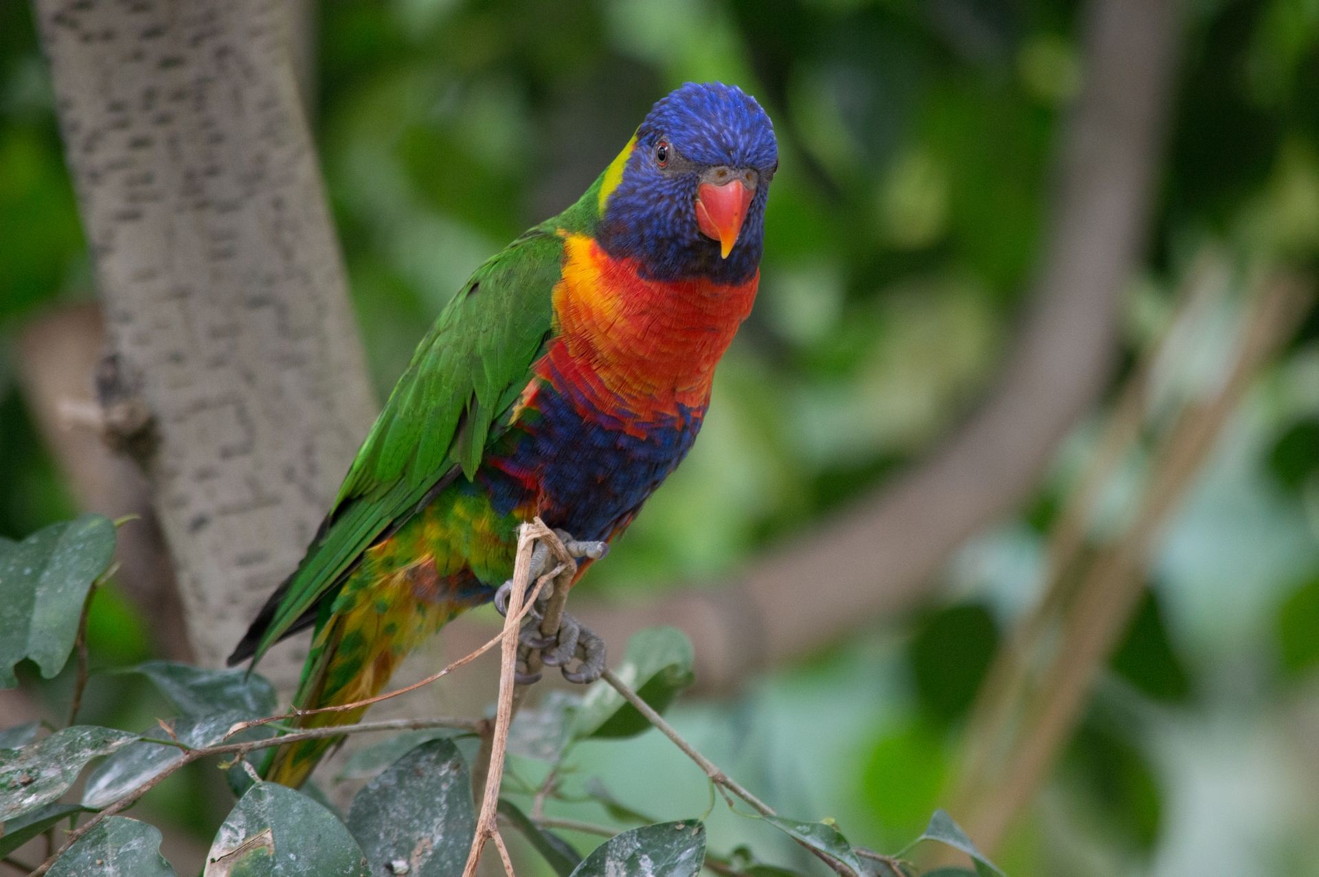 Fonds d'cran Animaux Oiseaux - Perruches 