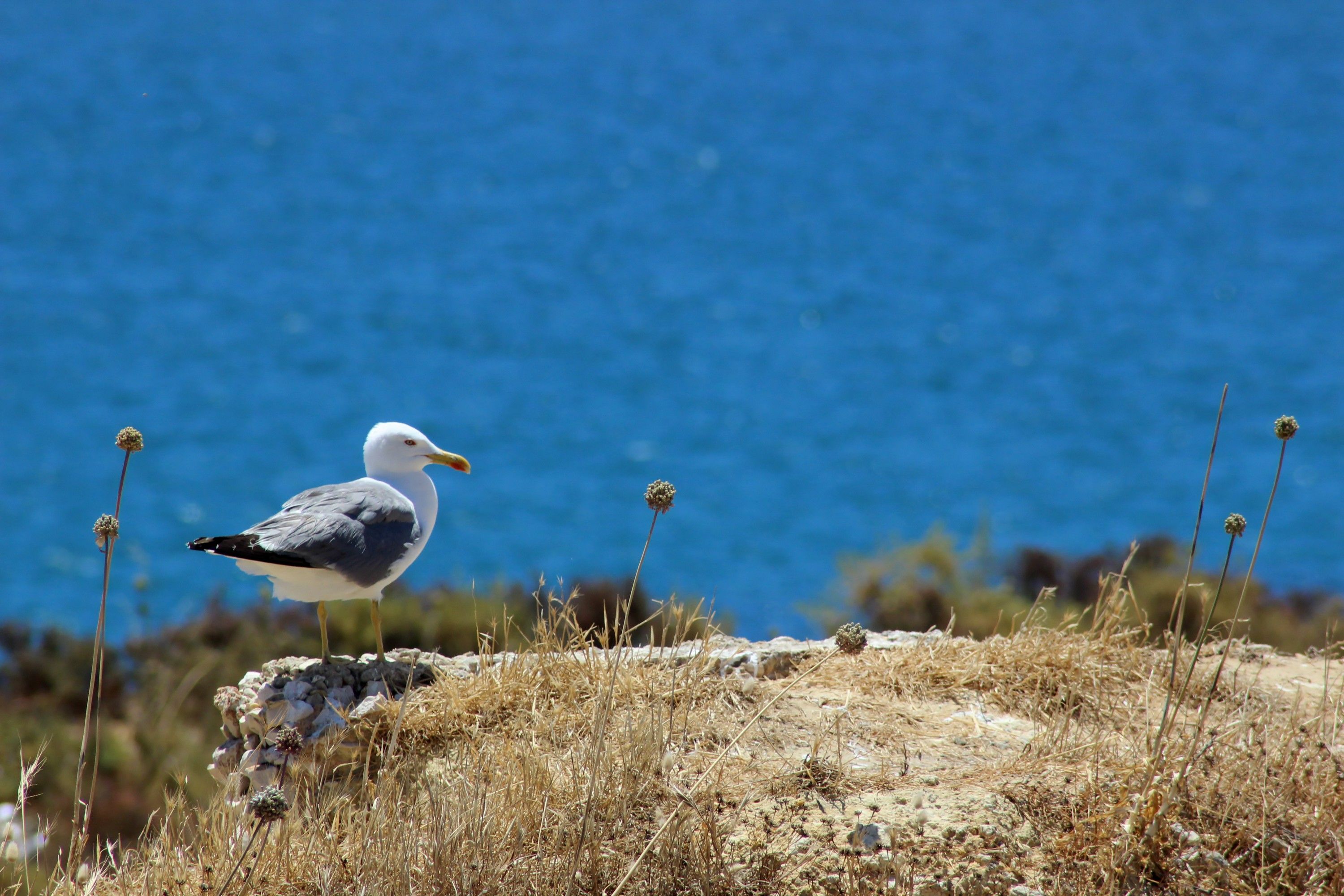 Fonds d'cran Animaux Oiseaux - Mouettes et Golands 