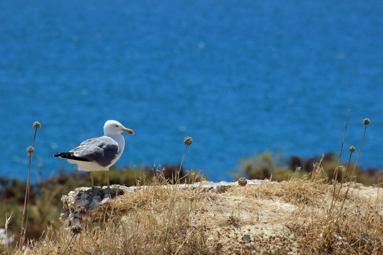 Fonds d'cran Animaux Oiseaux - Mouettes et Golands Wallpaper N408696