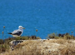  Animaux Image sans titre N408696