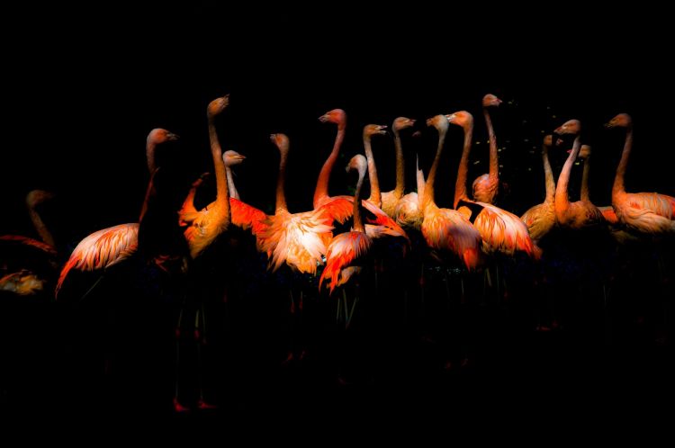 Fonds d'cran Animaux Oiseaux - Flamands roses Wallpaper N408713