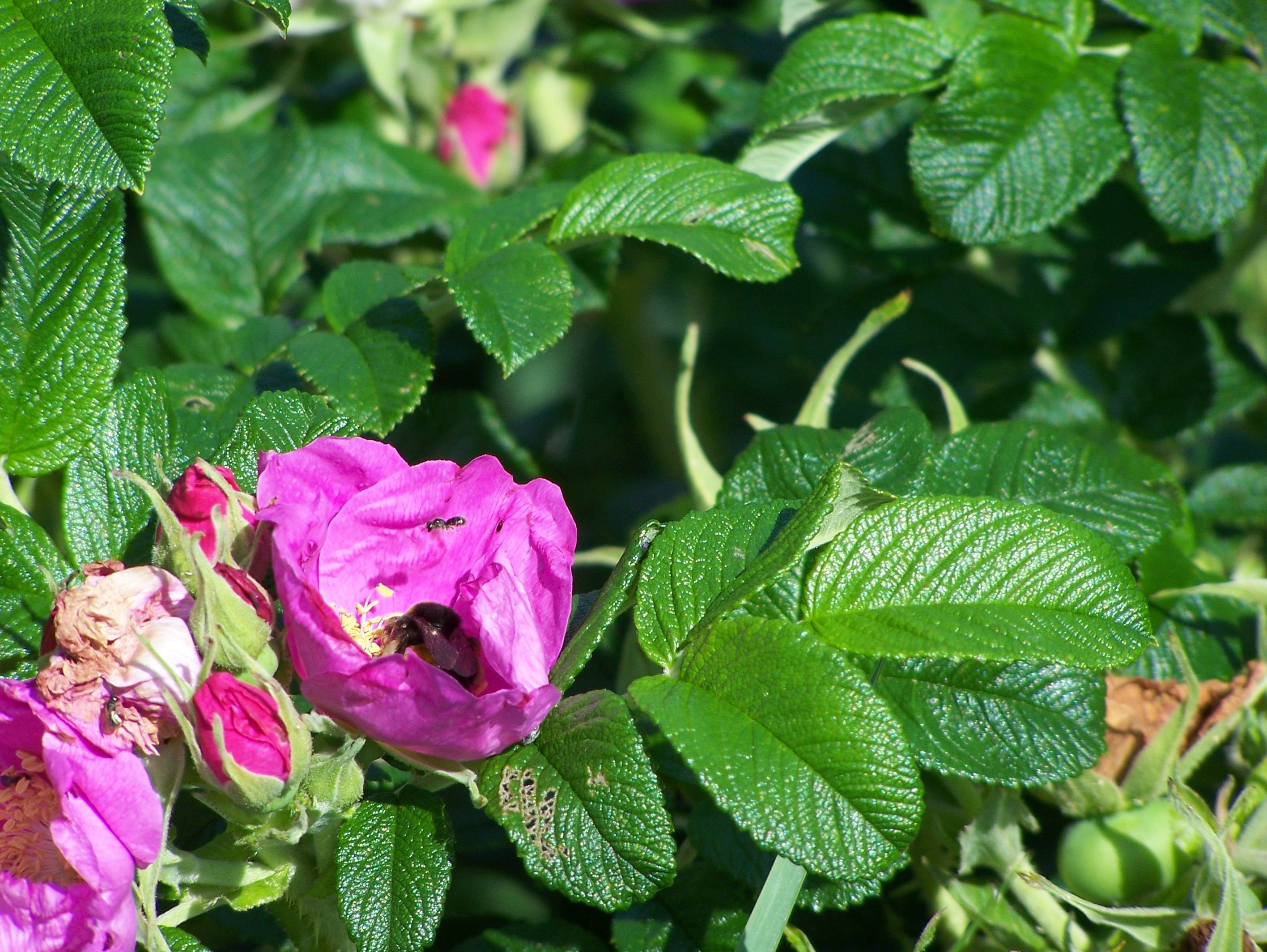 Fonds d'cran Nature Fleurs 