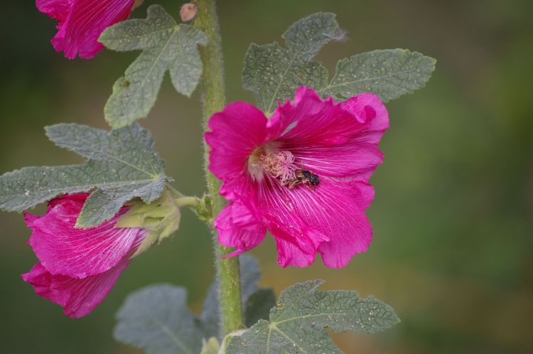 Fonds d'cran Nature Fleurs abeille sur un coeur de marie