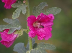  Nature abeille sur un coeur de marie