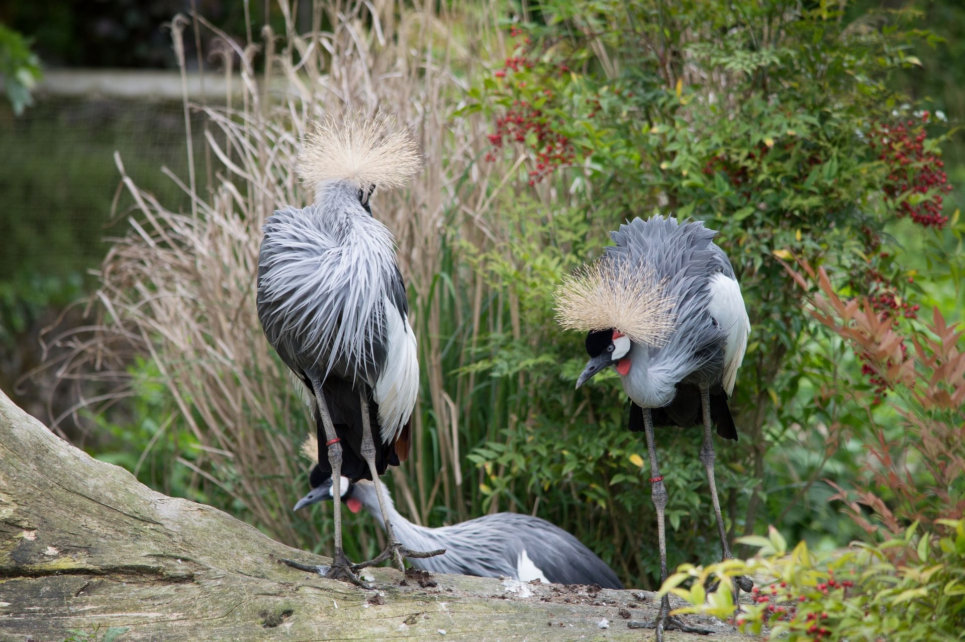 Fonds d'cran Animaux Oiseaux - Grues 