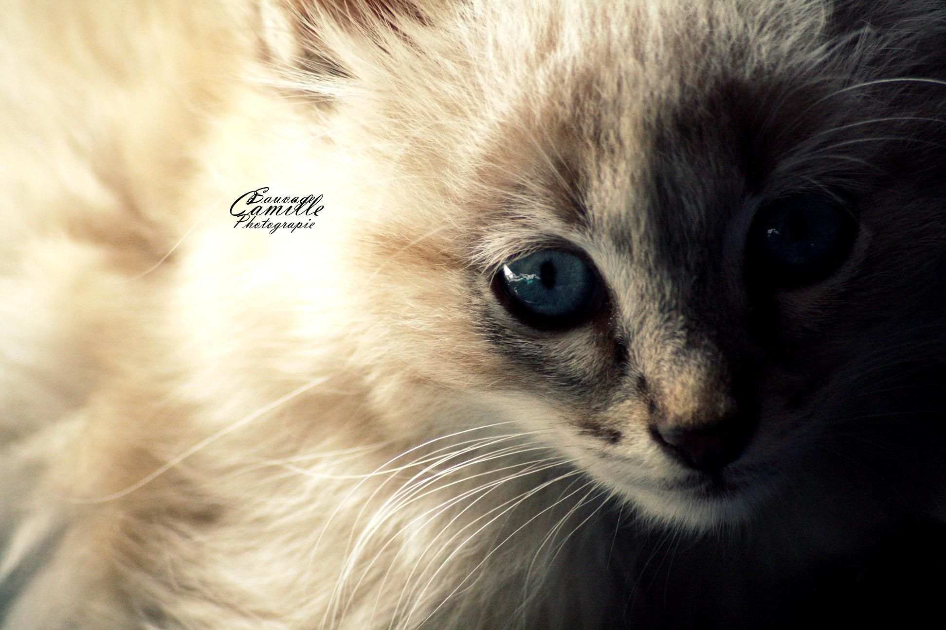 Wallpapers Animals Cats - Kittens 