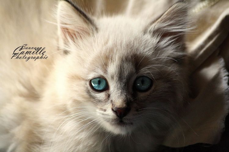 Wallpapers Animals Cats - Kittens Wallpaper N408895