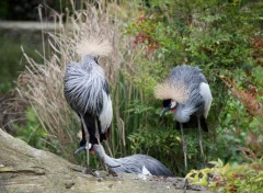  Animaux Image sans titre N408892