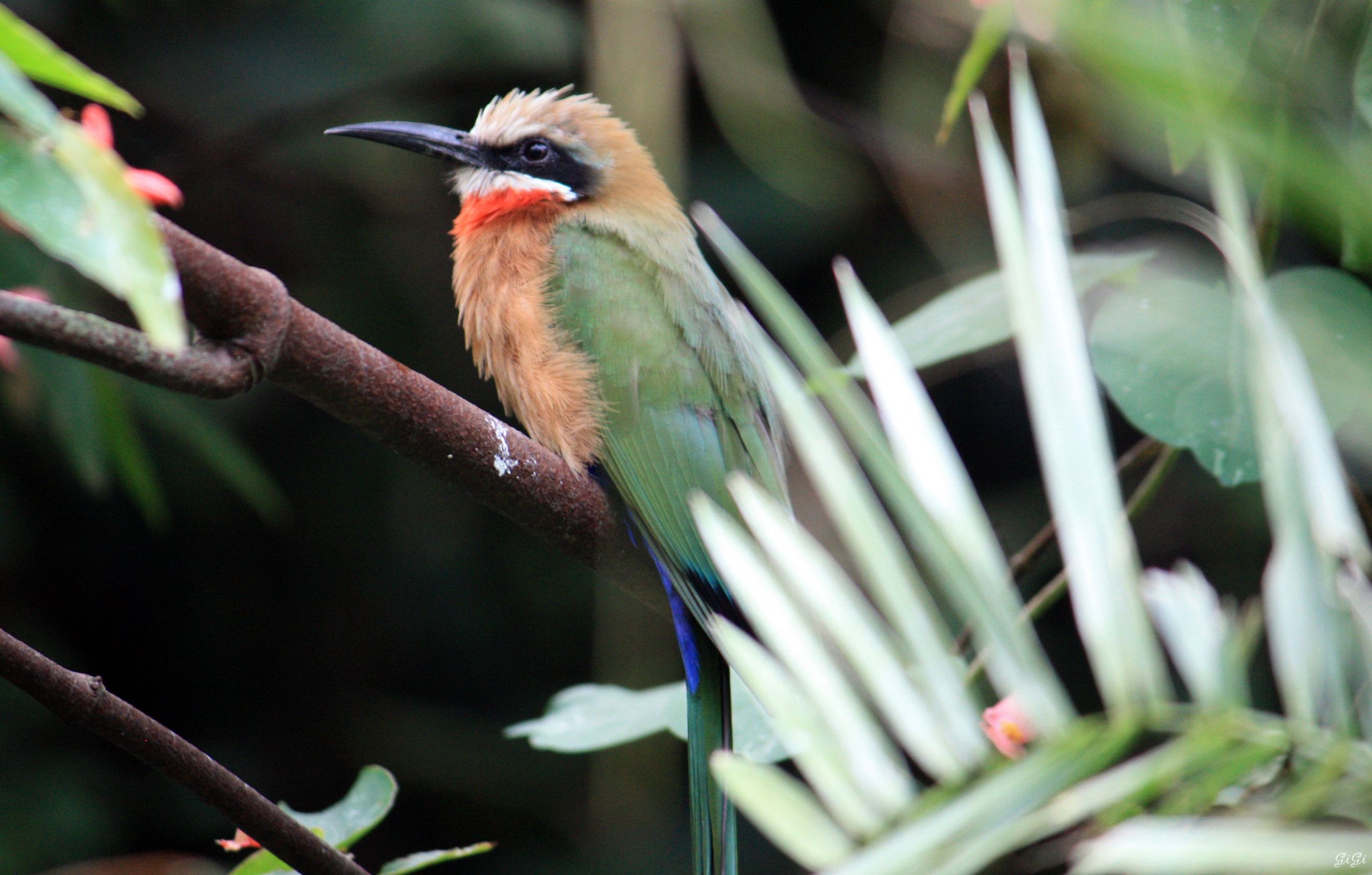 Wallpapers Animals Birds - Misc Gente ailée