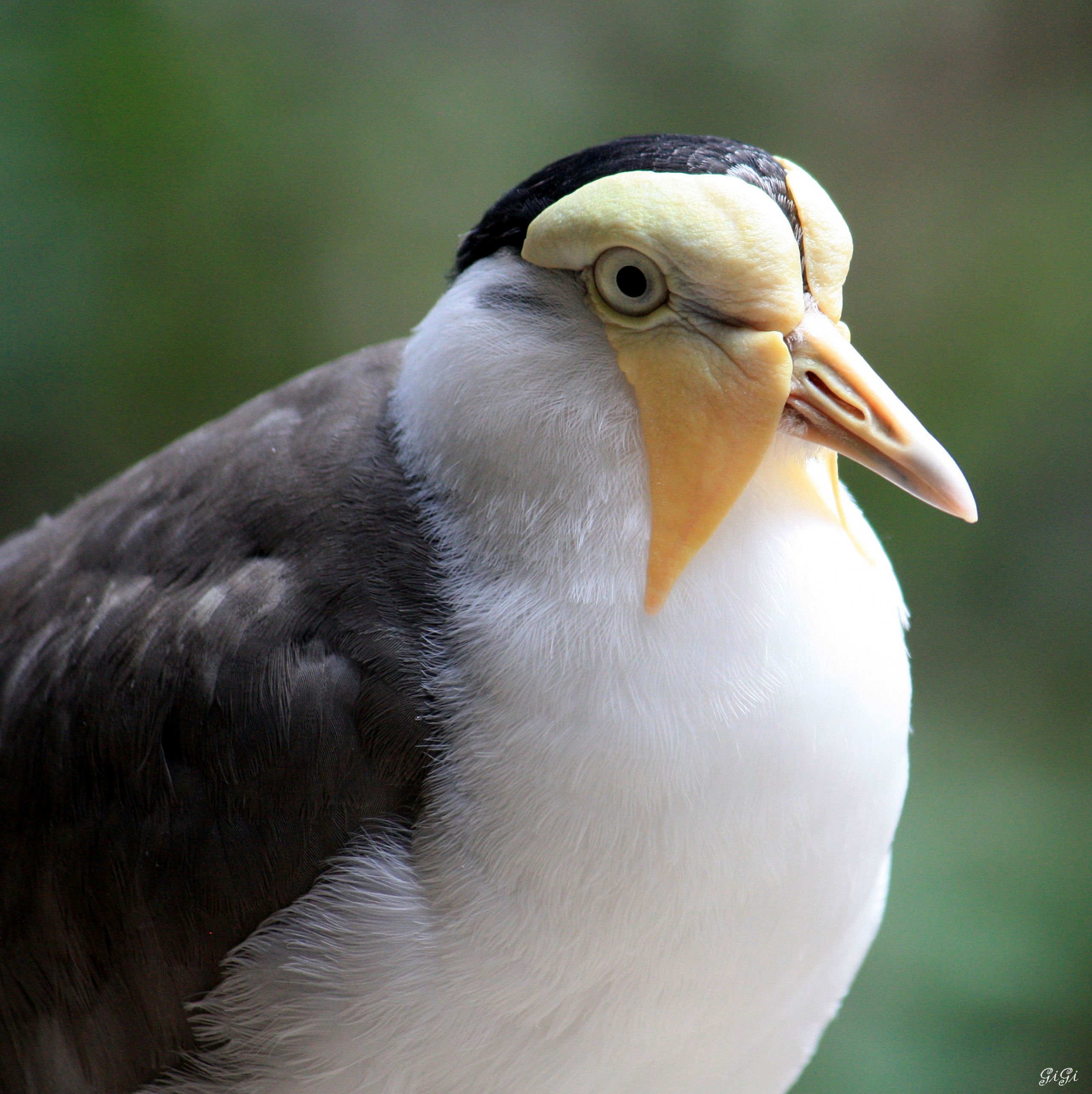 Fonds d'cran Animaux Oiseaux - Divers Gente ailée