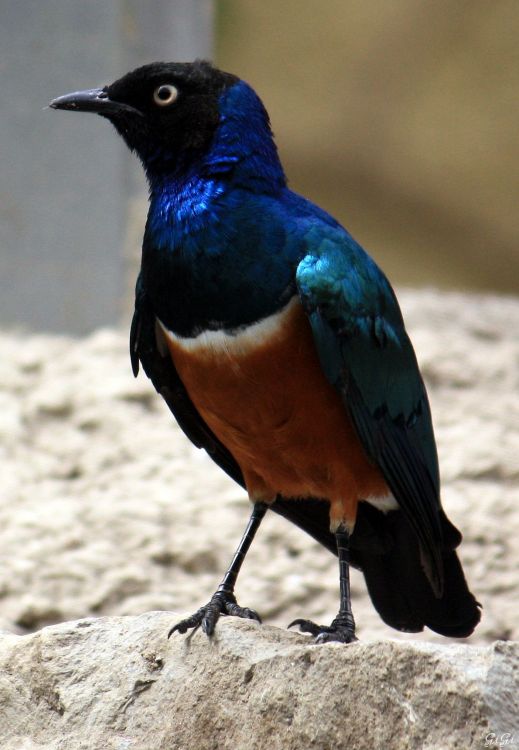 Fonds d'cran Animaux Oiseaux - Divers Gente ailée