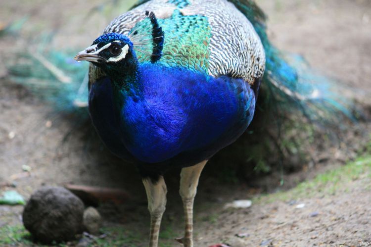 Fonds d'cran Animaux Oiseaux - Paons Gente aile