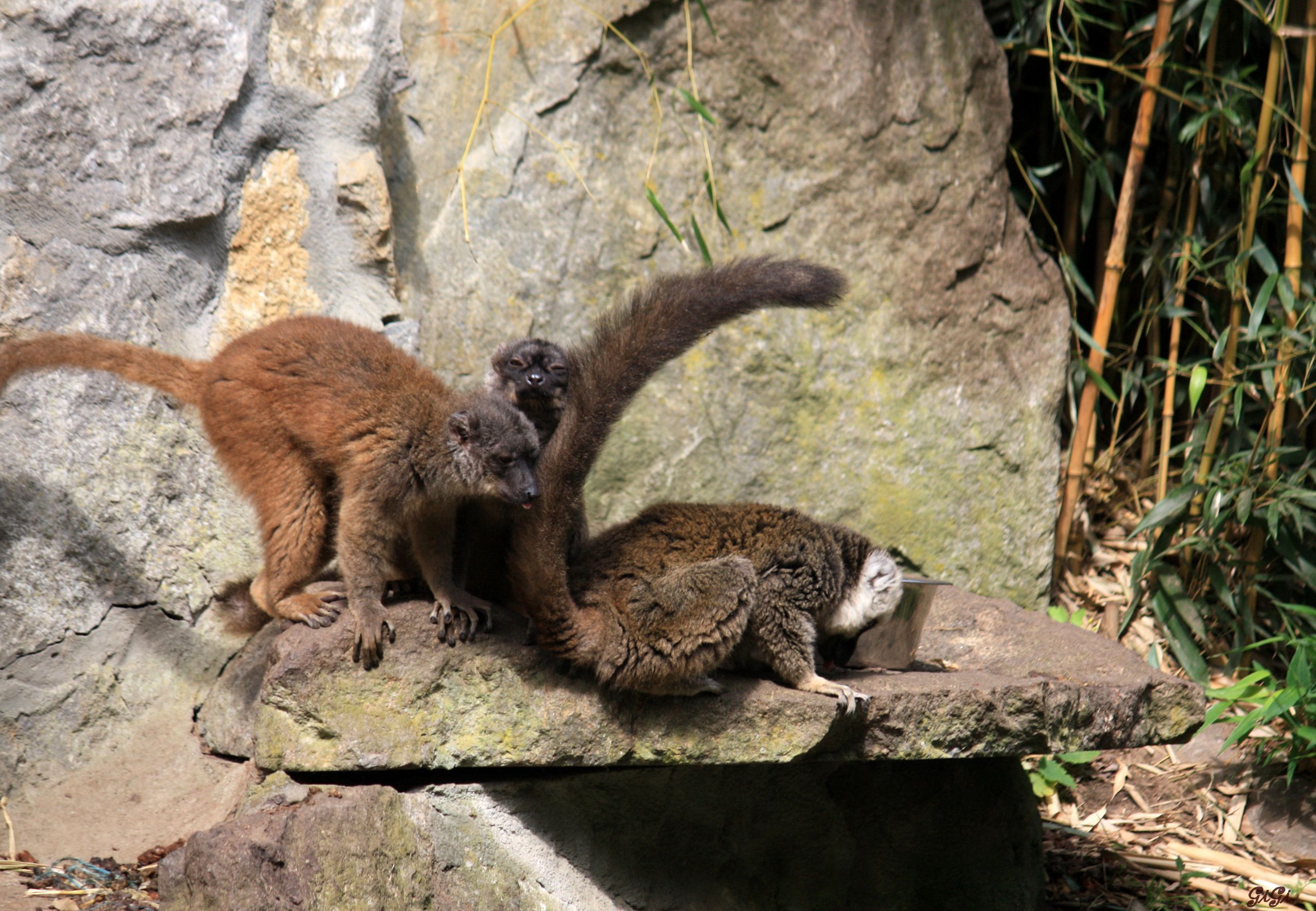 Fonds d'cran Animaux Singes Parc animalier